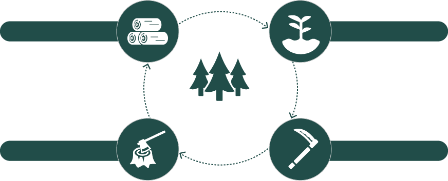 森林循環の図